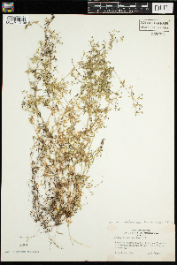 Galium trifidum image