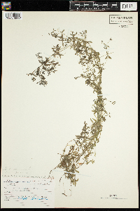 Galium trifidum image