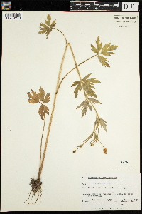 Ranunculus pensylvanicus image