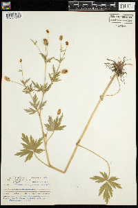 Ranunculus pensylvanicus image