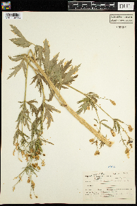 Ranunculus pensylvanicus image