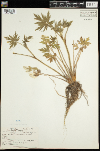 Ranunculus pensylvanicus image