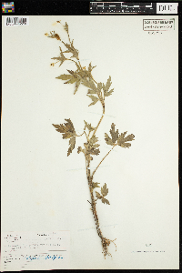 Ranunculus pensylvanicus image