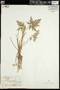Ranunculus pensylvanicus image