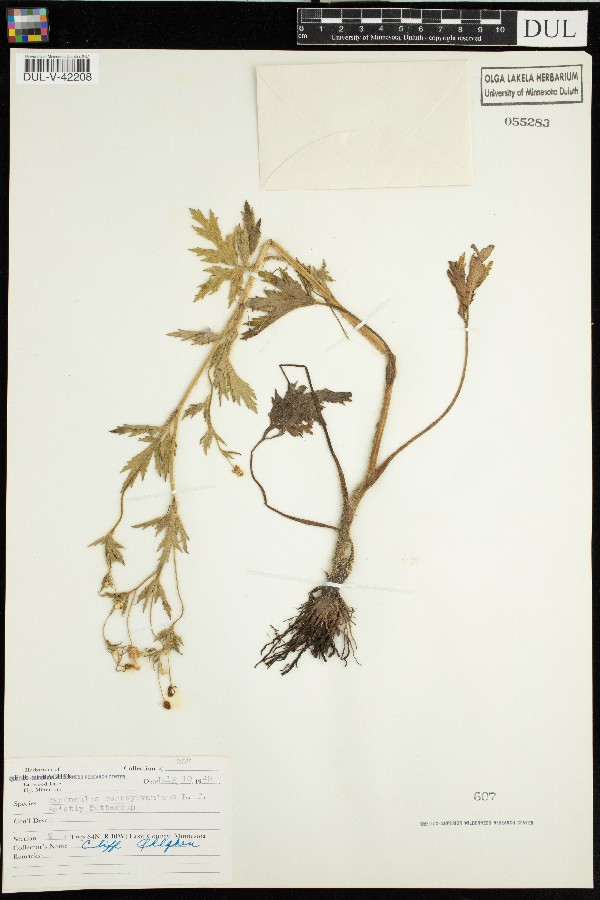 Ranunculus pensylvanicus image