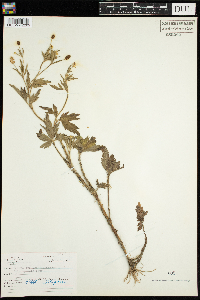 Ranunculus pensylvanicus image