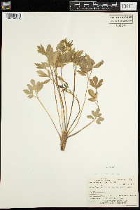 Ranunculus hispidus image