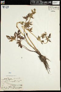 Ranunculus pensylvanicus image