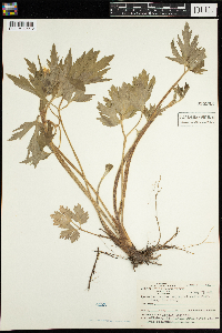 Ranunculus hispidus image