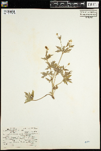 Ranunculus pensylvanicus image