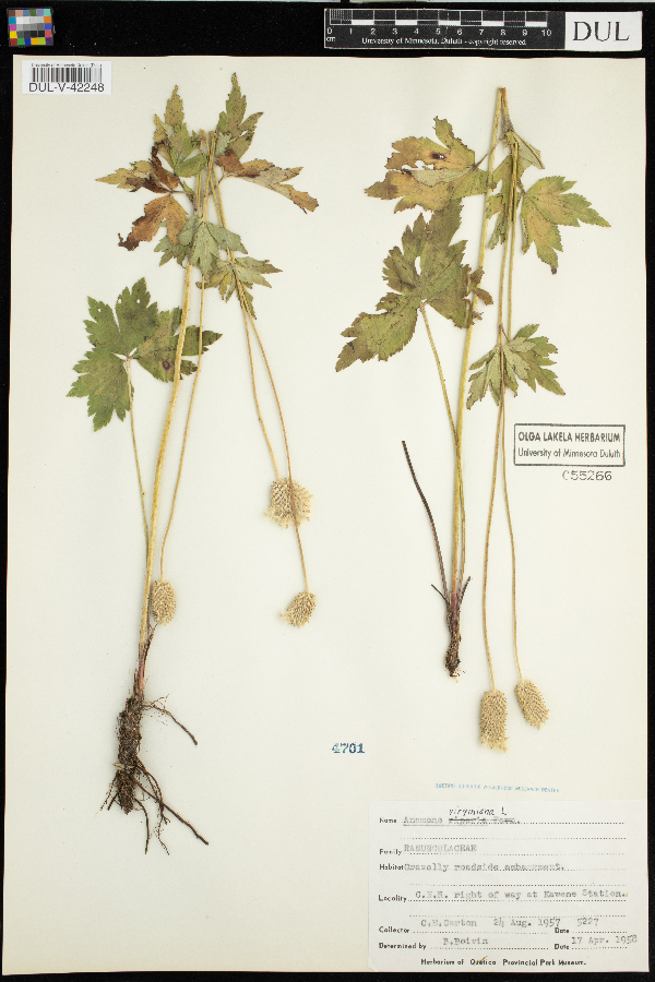 Anemone virginiana image
