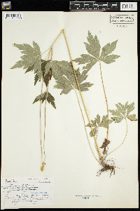 Anemone virginiana image