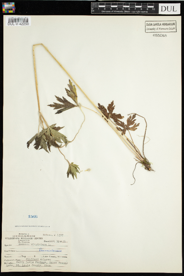 Anemone virginiana image