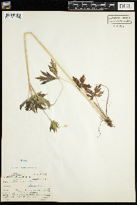Anemone virginiana image