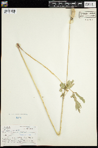Anemone virginiana image