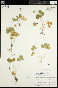 Coptis trifolia image