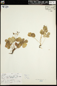 Coptis trifolia image