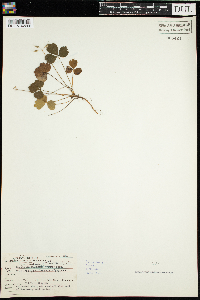 Coptis trifolia image