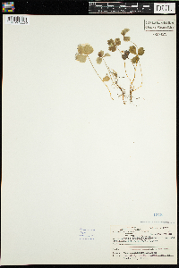 Coptis trifolia image