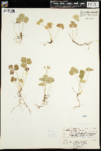 Coptis trifolia image