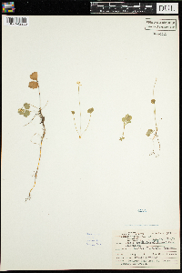 Coptis trifolia image