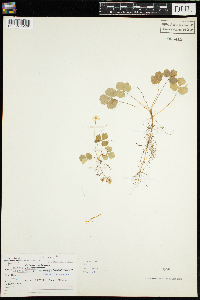 Coptis trifolia image