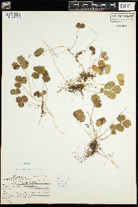 Coptis trifolia image