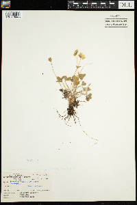 Anemone americana image