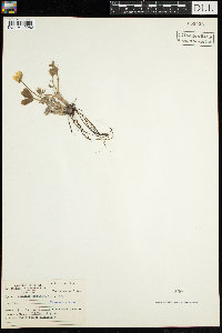 Anemone americana image