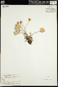 Anemone americana image