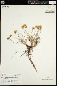 Anemone americana image