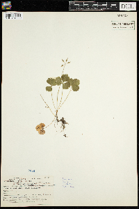 Coptis trifolia image