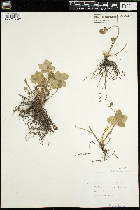 Anemone americana image