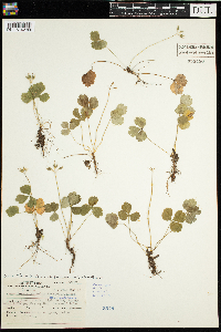 Coptis trifolia image