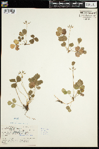Coptis trifolia image