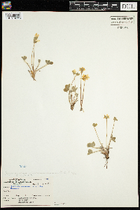 Anemone americana image