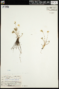 Anemone americana image