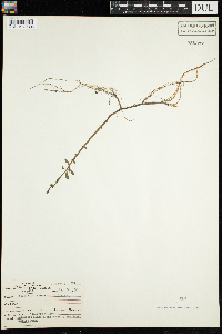 Lysimachia terrestris image