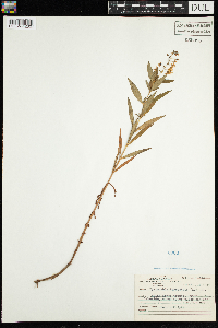 Lysimachia terrestris image