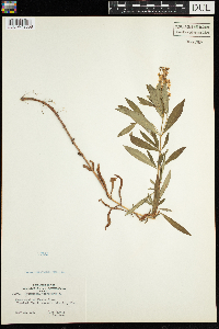 Lysimachia terrestris image