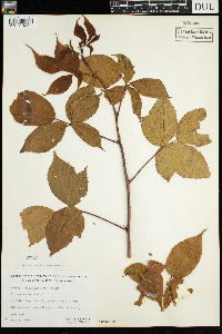 Rubus acridens image