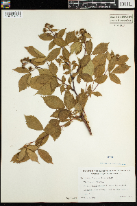 Rubus acridens image