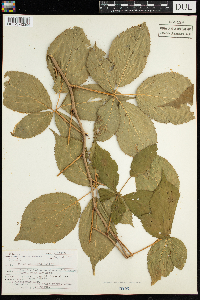 Rubus acridens image