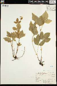 Thumbnail image of current specimen