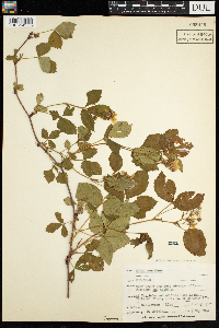 Rubus acridens image