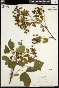Rubus acridens image