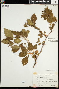 Rubus acridens image