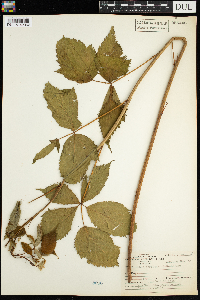 Rubus acridens image