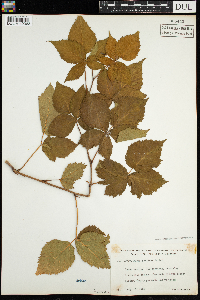 Rubus acridens image