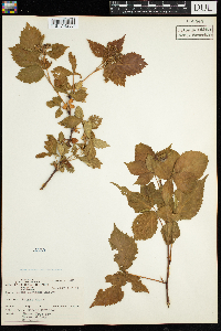 Rubus acridens image
